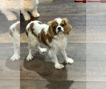 Small #1 Cavalier King Charles Spaniel