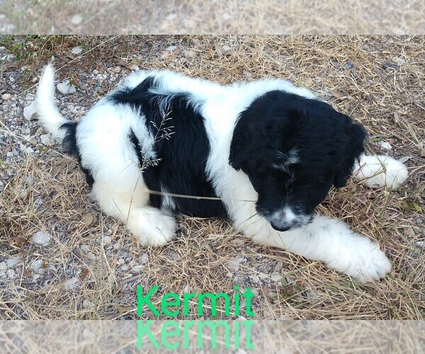 Medium Photo #7 Pyredoodle Puppy For Sale in MARION, TX, USA