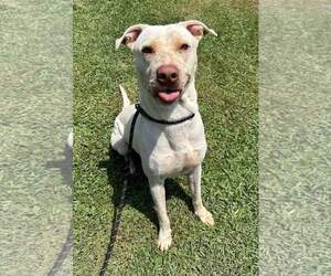 American Pit Bull Terrier-Labrador Retriever Mix Dogs for adoption in Melrose, FL, USA