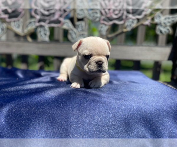 Medium Photo #8 French Bulldog Puppy For Sale in SIOUX FALLS, SD, USA