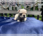 Small Photo #8 French Bulldog Puppy For Sale in SIOUX FALLS, SD, USA