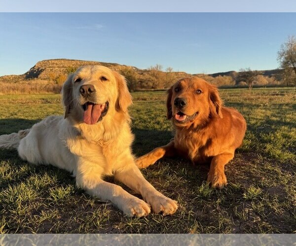 Medium Photo #1 Golden Retriever Puppy For Sale in DE BEQUE, CO, USA