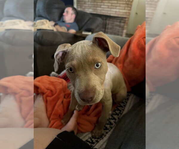 Medium Photo #2 American Staffordshire Terrier-Labrador Retriever Mix Puppy For Sale in Lakewood, CO, USA