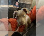Small #1 American Staffordshire Terrier-Labrador Retriever Mix