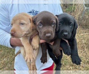 Labrador Retriever Litter for sale in OMAHA, NE, USA