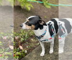 Small #3 Chihuahua Mix