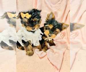 Yorkshire Terrier Puppy for sale in ORLANDO, FL, USA