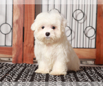 Small #2 Maltese