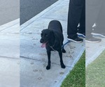 Small #1 Labrador Retriever Mix
