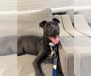 Retriever -Unknown Mix Dogs for adoption in Woodbury, NY, USA