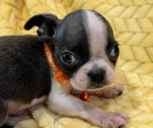 Medium Photo #6 Boston Terrier Puppy For Sale in GILMER, TX, USA