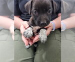 Small Labrador Retriever Mix