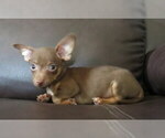 Small #16 Chihuahua