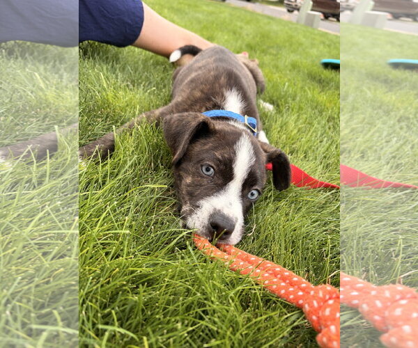 Medium Photo #6 Mutt Puppy For Sale in Sandy, UT, USA