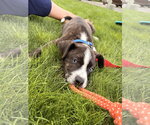 Small #5 Mutt