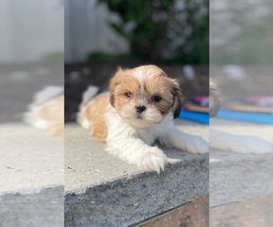 Shih Tzu Puppy for sale in CANOGA, NY, USA