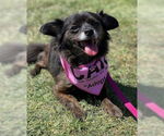 Small Chihuahua Mix
