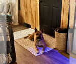 Small Photo #7 American Pit Bull Terrier-Unknown Mix Puppy For Sale in Fargo, ND, USA