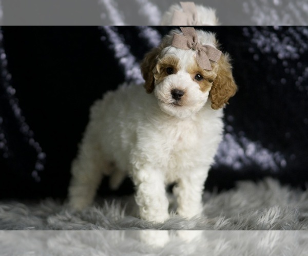 Medium Photo #4 Goldendoodle (Miniature) Puppy For Sale in WARSAW, IN, USA
