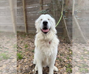 Finn - Male Great Pyrenees Dog for Adoption - Photo #13