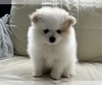 Small #7 Pomeranian