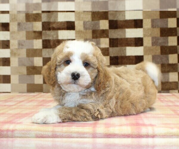 Medium Photo #2 Bernedoodle (Miniature) Puppy For Sale in DENVER, PA, USA