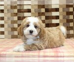 Small #1 Bernedoodle (Miniature)