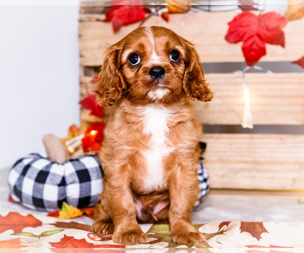 Medium Photo #18 Cavalier King Charles Spaniel Puppy For Sale in WAKARUSA, IN, USA