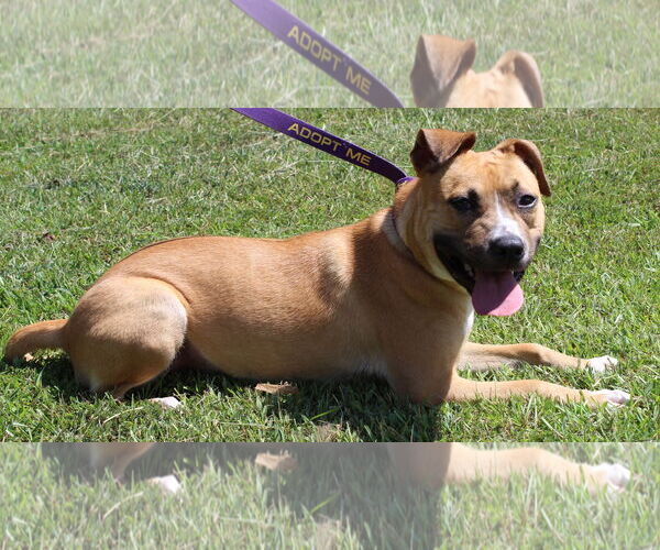 Medium Photo #4 Boxer-Unknown Mix Puppy For Sale in Prattville, AL, USA