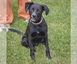 Small #9 German Shepherd Dog Mix