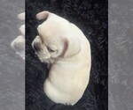Small #4 Faux Frenchbo Bulldog-French Bulldog Mix