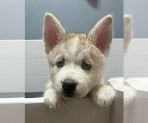 Siberian Husky Dogs for adoption in Matawan, NJ, USA