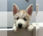 Small Siberian Husky