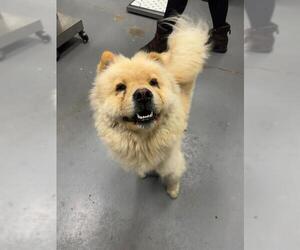 Chow Chow Dogs for adoption in Peoria, IL, USA