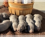 Small Photo #14 Weimaraner Puppy For Sale in WILLOWS, CA, USA