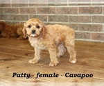 Small #3 Cavapoo