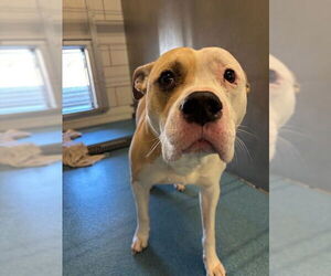 American Pit Bull Terrier Dogs for adoption in Pearland, TX, USA