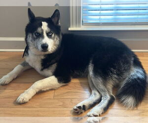 Siberian Husky Dogs for adoption in McDonough, GA, USA