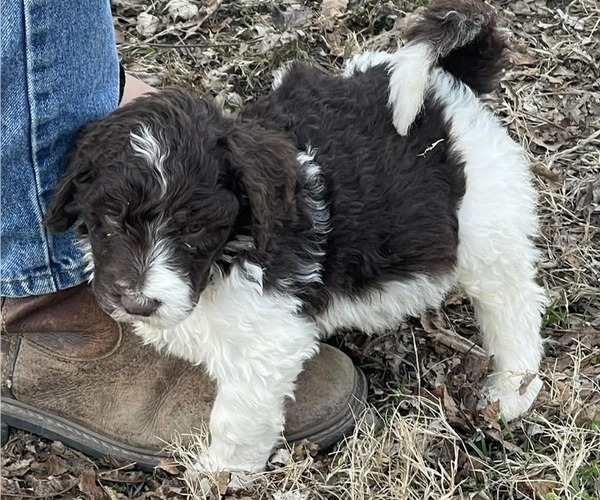 Medium Photo #1 Goldendoodle Puppy For Sale in ELLISGROVE, IL, USA
