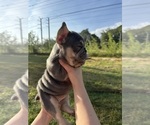 Small Photo #10 French Bulldog Puppy For Sale in SARASOTA, FL, USA