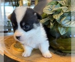 Puppy Puppy 1 Pembroke Welsh Corgi
