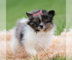 Medium Pomeranian