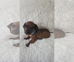 Small Photo #4 Dachshund Puppy For Sale in MYRTLE BEACH, SC, USA