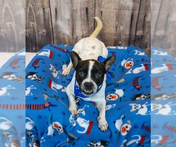 Medium Photo #4 Boston Terrier-Unknown Mix Puppy For Sale in Kennesaw, GA, USA
