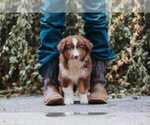 Puppy Sadie Australian Shepherd