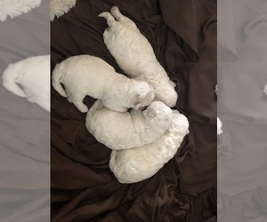 Bichon Frise Puppy for sale in KILLEEN, TX, USA