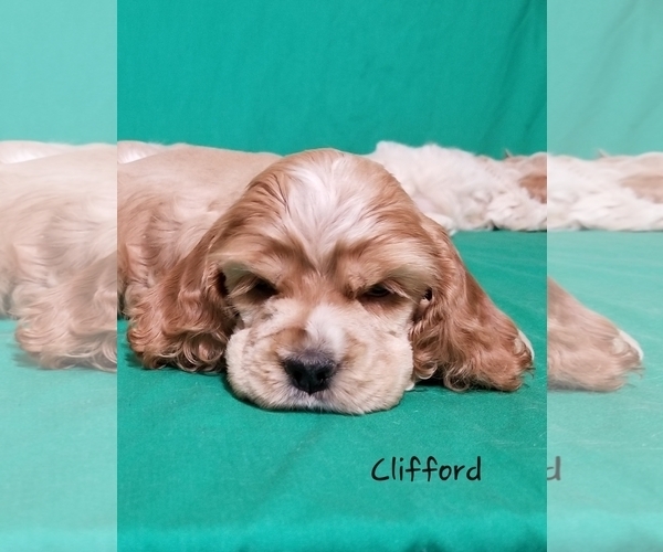 Medium Photo #1 Cocker Spaniel Puppy For Sale in TERRY, MS, USA