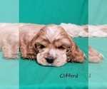 Small Photo #1 Cocker Spaniel Puppy For Sale in TERRY, MS, USA