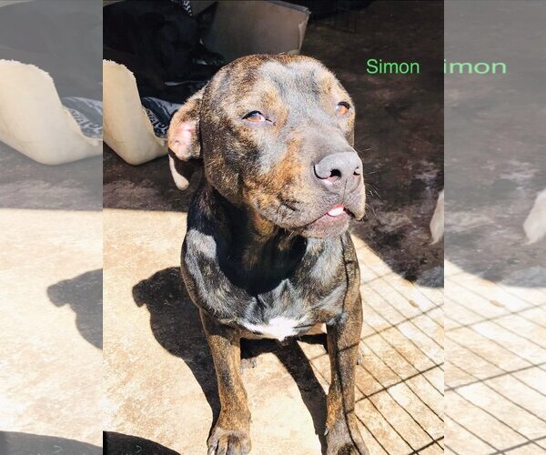 Medium Photo #2 American Pit Bull Terrier-Unknown Mix Puppy For Sale in Woodland Hills, CA, USA