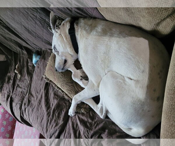 Medium Photo #5 Mutt Puppy For Sale in Princeton, MN, USA